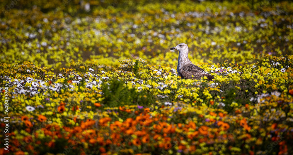 Kelp gull in wildflower field