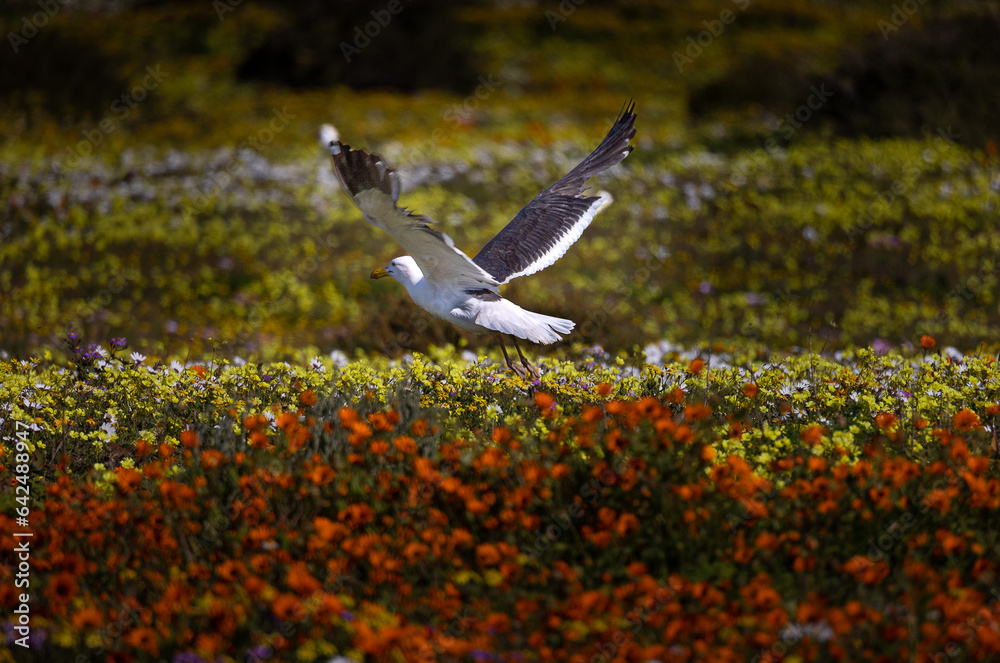flying seagull bird in wild flowers