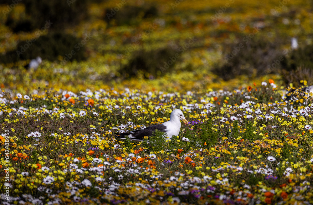Kelp seagull in wildflowers