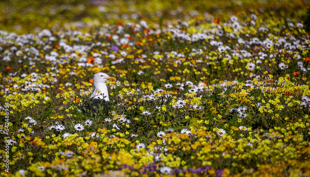 Sea gull in wild flower field
