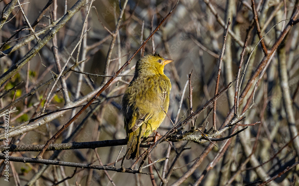 Yellow weaver bird on a branch