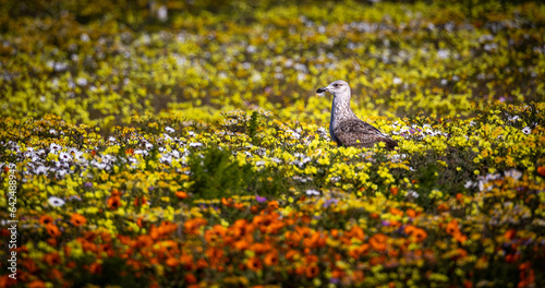 Obraz na płótnie Kelp gull in wildflower field w salonie