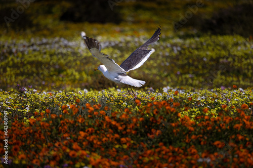 Obraz na płótnie flying seagull bird in wild flowers w salonie