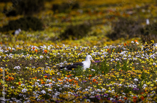 Obraz na płótnie Kelp seagull in wildflowers w salonie