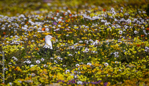 Obraz na płótnie Sea gull in wild flower field w salonie