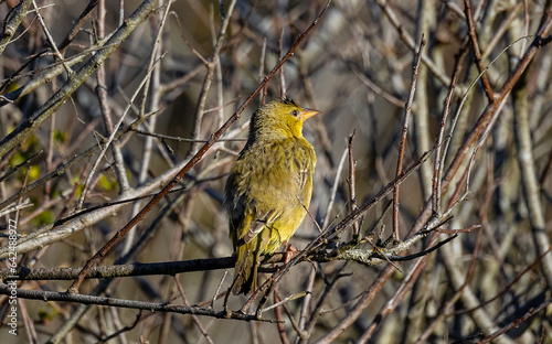 Obraz na płótnie Yellow weaver bird on a branch w salonie