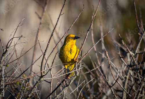 Yellow Cape weaver bird photo