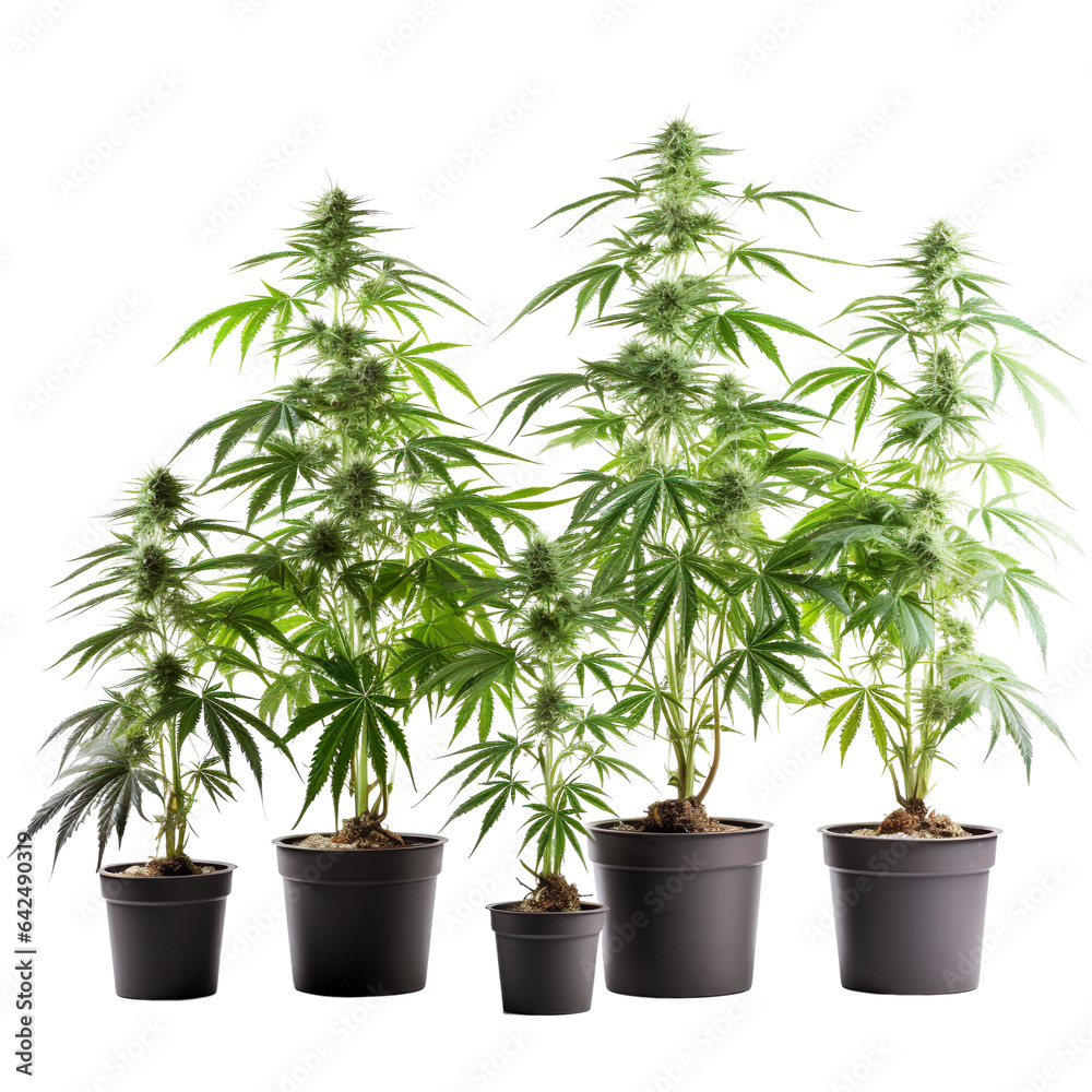 Fototapeta premium Collection of Cannabis buds, Cannabis flowers, flower pot, Transparent background, isolated, separated, marijuana leaves and flowers, ai generated
