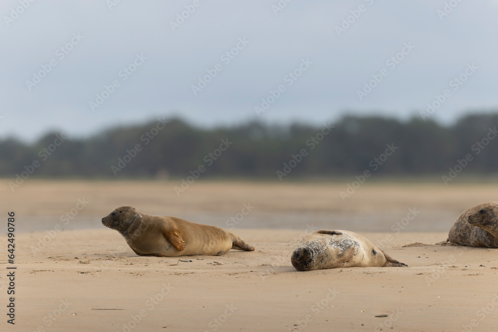 Fototapeta premium Common seal Phoca vitulina resting on a sandy beach at low tide