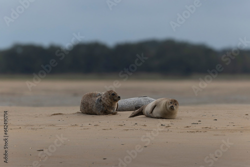 Common seal Phoca vitulina resting on a sandy beach at low tide