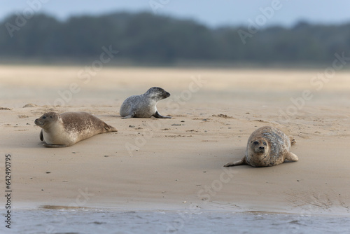 Common seal Phoca vitulina resting on a sandy beach at low tide