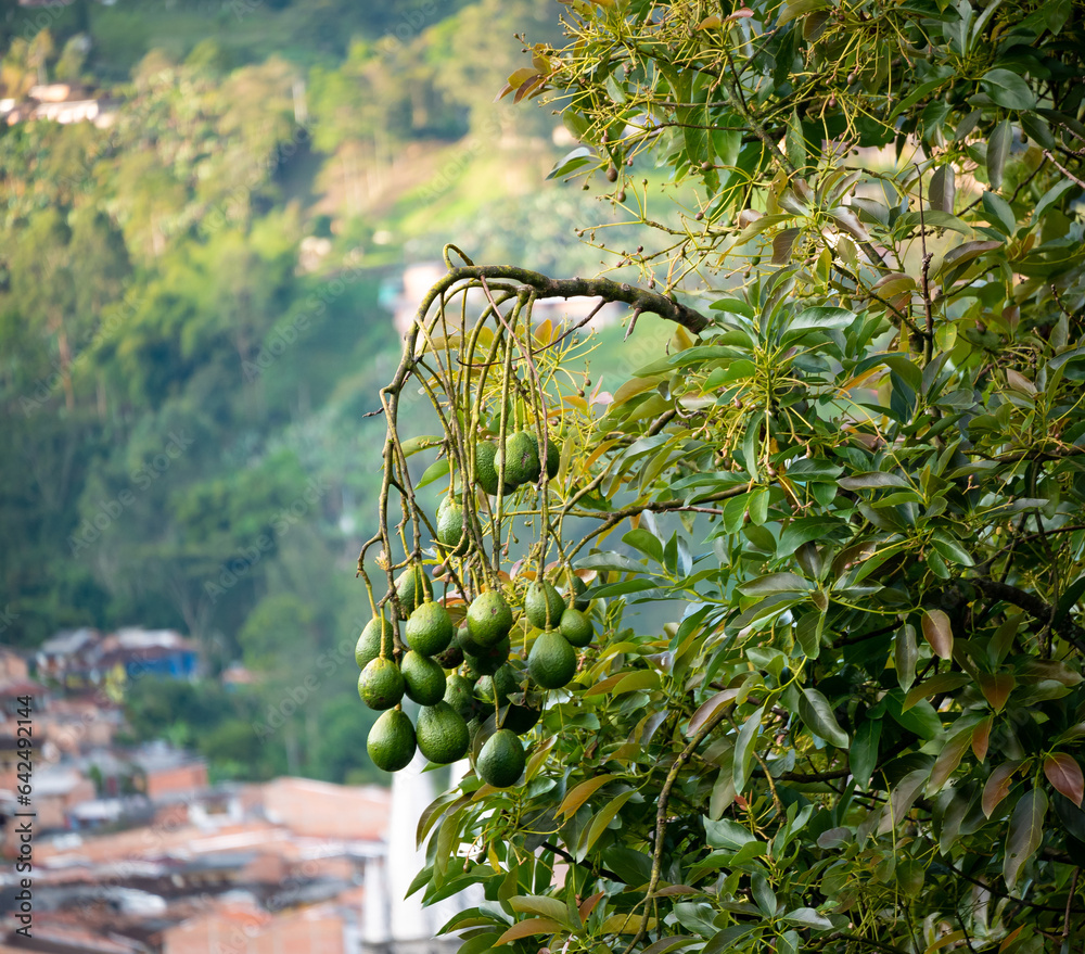 The Avocado Tree (Persea americana) with Ripe Fruits The Avocado Tree (Persea americana) with Ripe Fruits