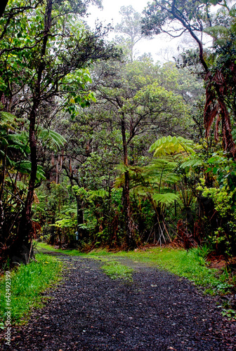 Tropical vegetation at Big Island, Hawaii photo