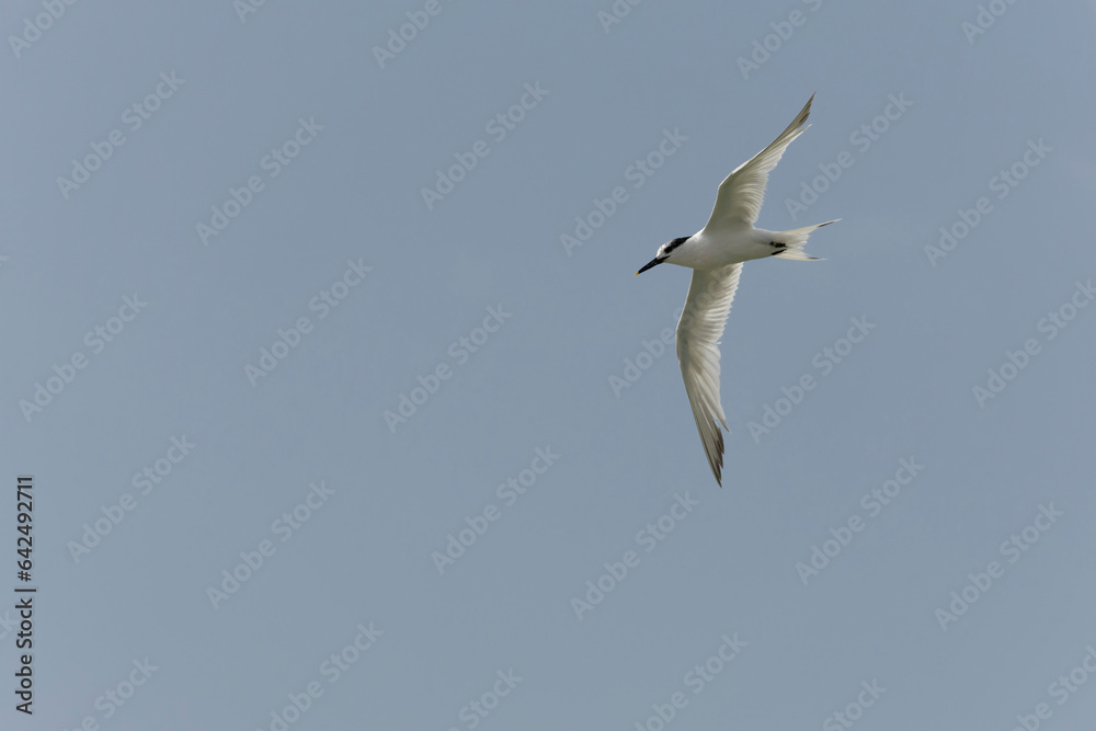Sandwich Tern Thalasseus Sterna sandvicensis in a typical coastal habitat