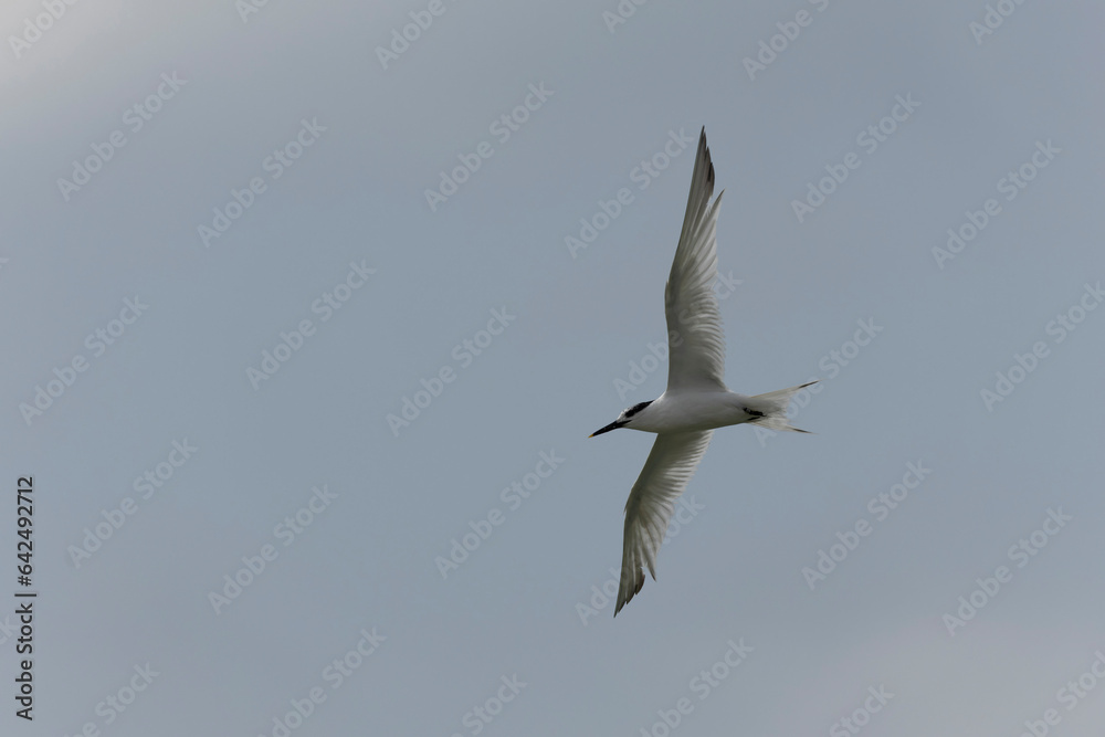 Sandwich Tern Thalasseus Sterna sandvicensis in a typical coastal habitat Sandwich Tern Thalasseus Sterna sandvicensis in a typical coastal habitat