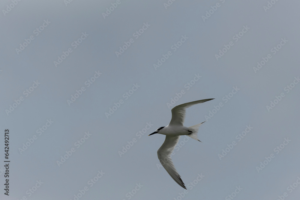 Sandwich Tern Thalasseus Sterna sandvicensis in a typical coastal habitat Sandwich Tern Thalasseus Sterna sandvicensis in a typical coastal habitat