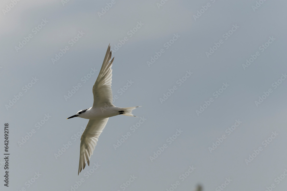 Sandwich Tern Thalasseus Sterna sandvicensis in a typical coastal habitat