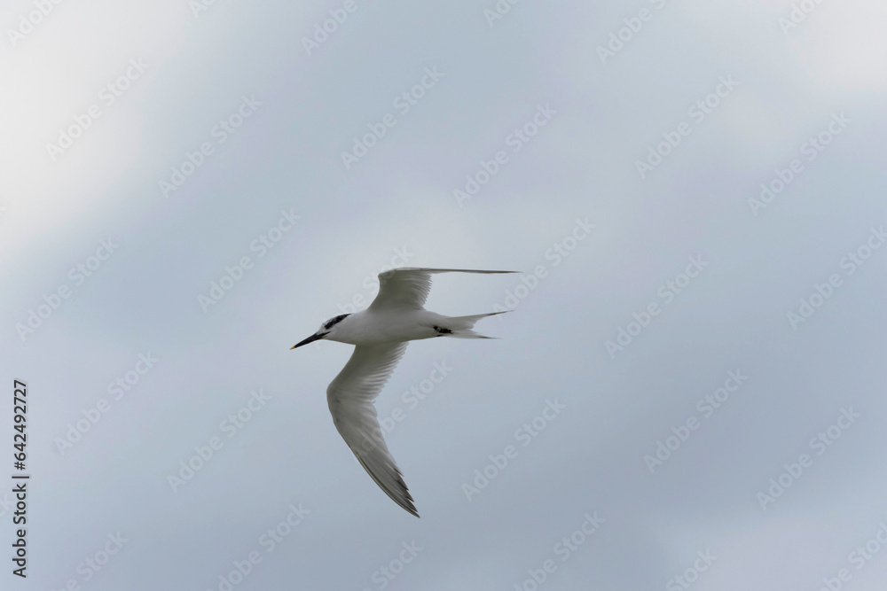 Fototapeta premium Sandwich Tern Thalasseus Sterna sandvicensis in a typical coastal habitat