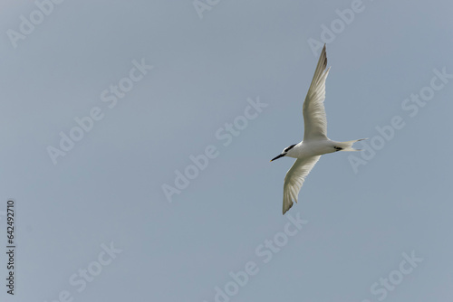 Sandwich Tern Thalasseus Sterna sandvicensis in a typical coastal habitat