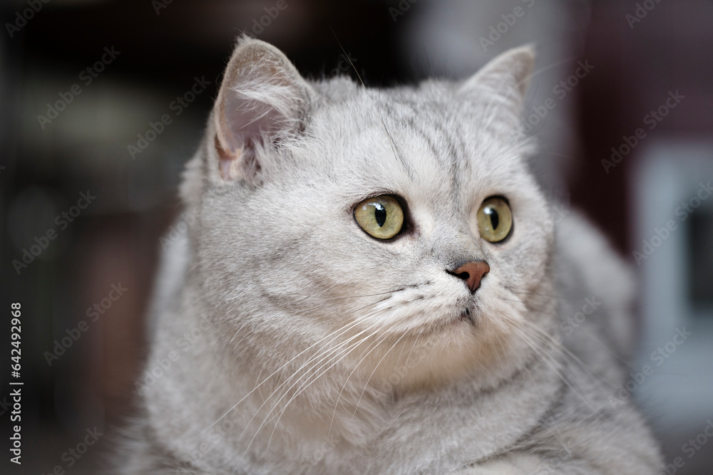 Portrait of a british shorthair gray cat close-up