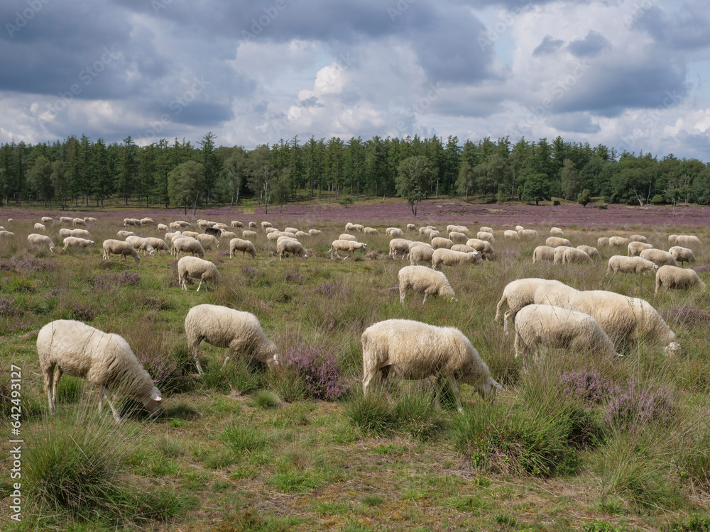 Herd of sheep grazing at blooming heathland at national park Posbank and Loenermark in the Netherlands