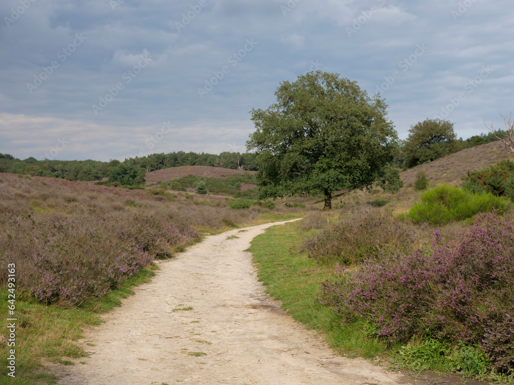 Purple blooming heather at national park Posbank in the Netherlands