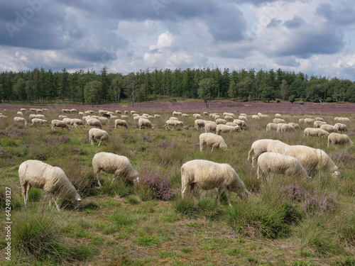 Herd of sheep grazing at blooming heathland at national park Posbank and Loenermark in the Netherlands © MyStockVideo