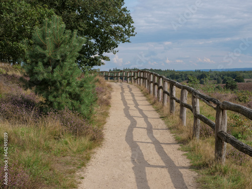 Purple blooming heather at national park Posbank in the Netherlands