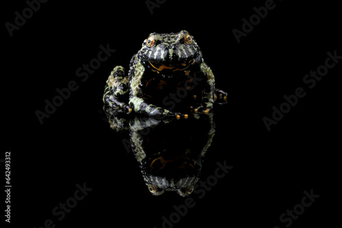 Oriental Fire Bellied Toad, Fire belly small toad isolated on black	