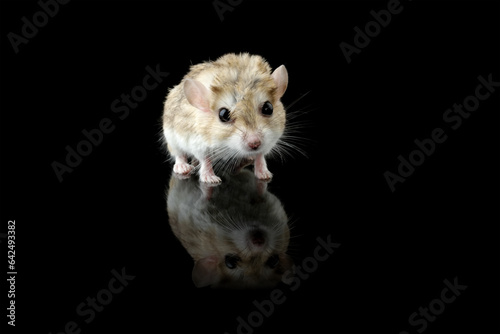 Fat-tailed gerbil isolated on black photo