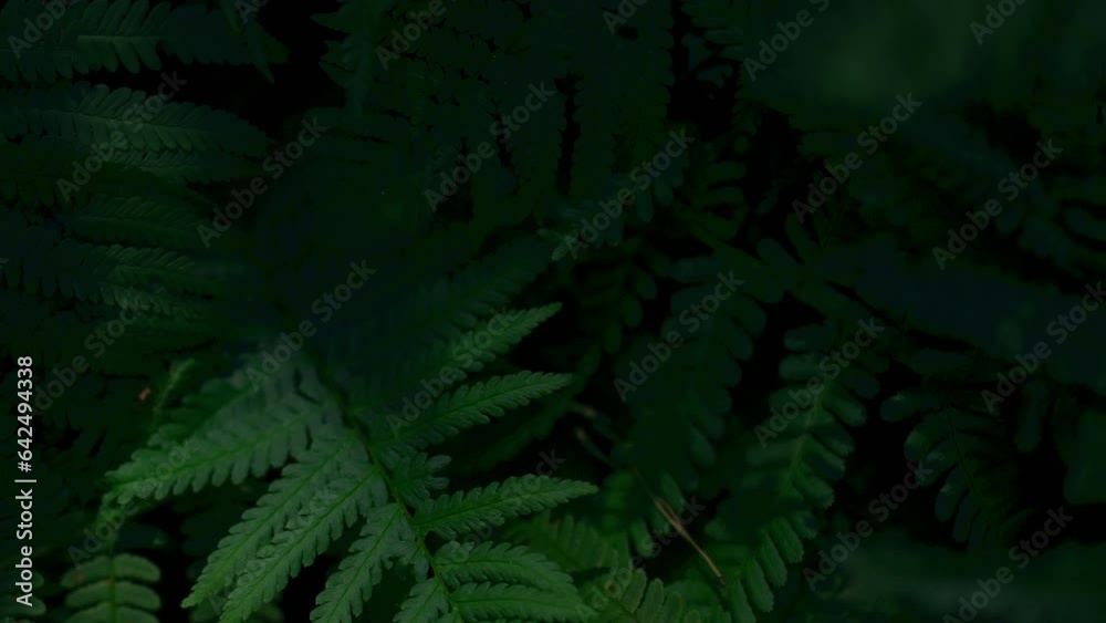 Green fern background. A wild plant grown in a forest area. green fern bush long shot. Wildlife outdoor fresh air. Fern on a sunny day. Plant growing in forest untouched places Green fern background. A wild plant grown in a forest area. green fern bush long shot. Wildlife outdoor fresh air. Fern on a sunny day. Plant growing in forest untouched places
