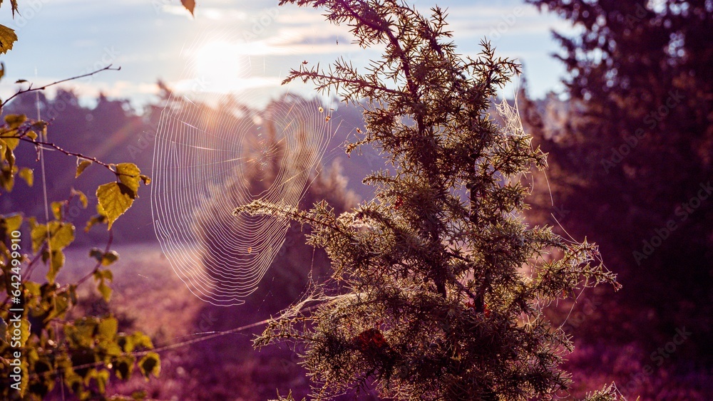 Spinnennetz in der Heide