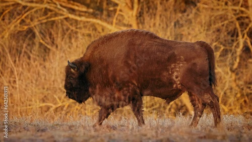 European bison (Bison bonasus) in the Bialowieza National Park, Poland