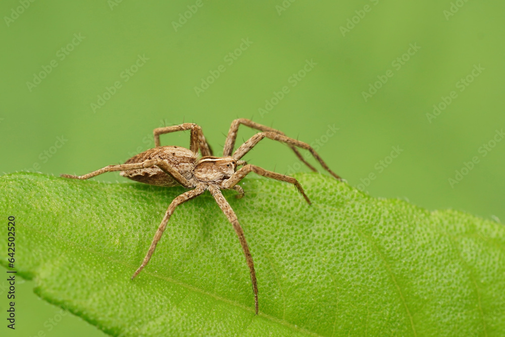 Closeup on a small Nursery web spider , Pisaura mirabilis, sitting on a green leaf Closeup on a small Nursery web spider , Pisaura mirabilis, sitting on a green leaf