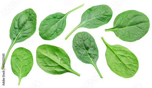 Set of green fresh spinach leaves isolated on white background.