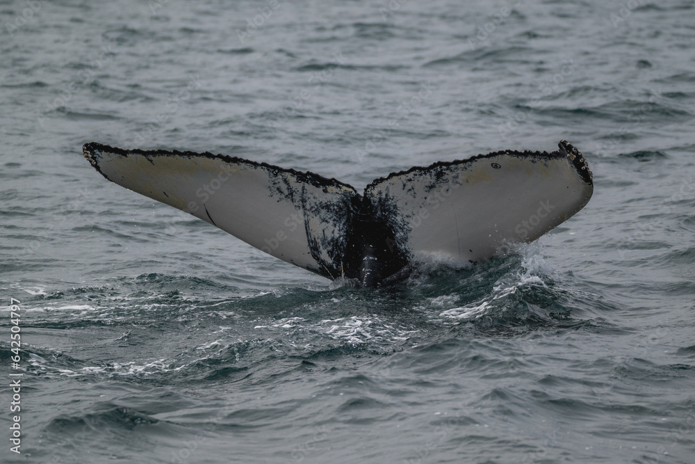 Fototapeta premium Whale tail in atlantic ocean in iceland