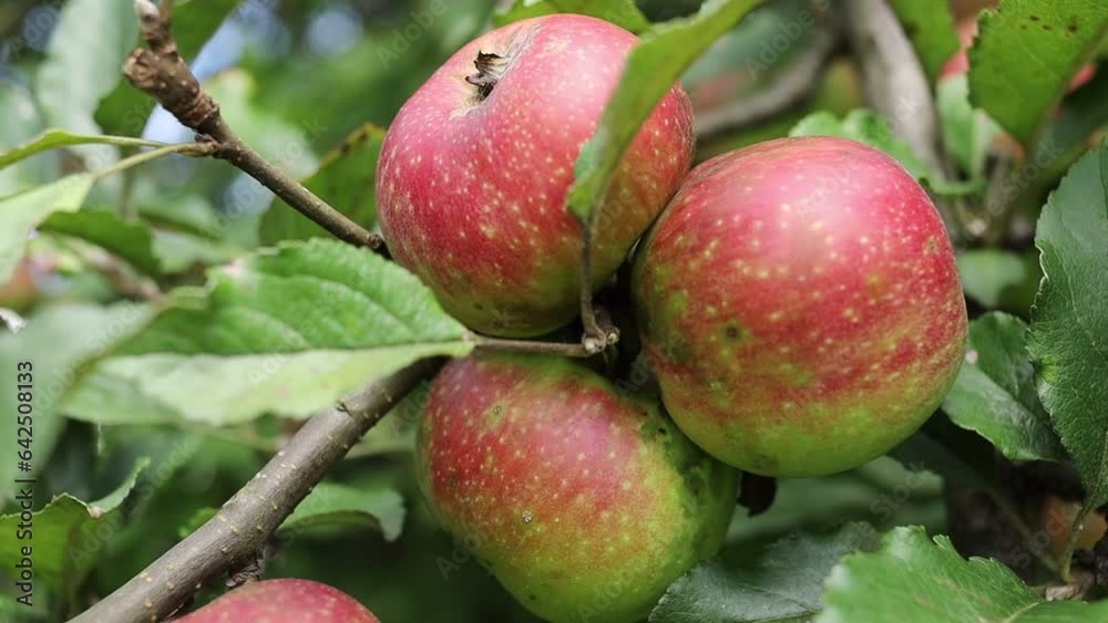 Red apples grow on a tree Red apples grow on a tree