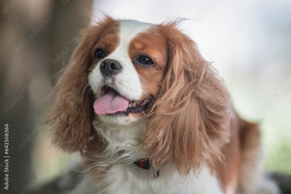 Portrait of Cavalier King Charles Terrier in the forest.