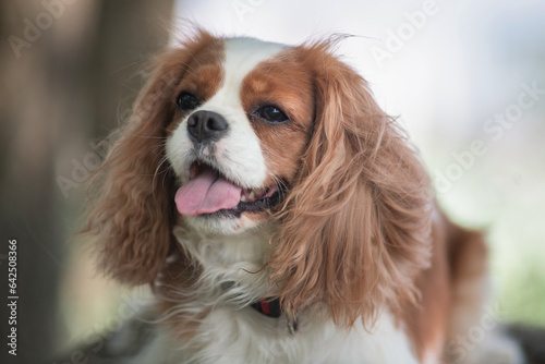 Portrait of Cavalier King Charles Terrier in the forest.