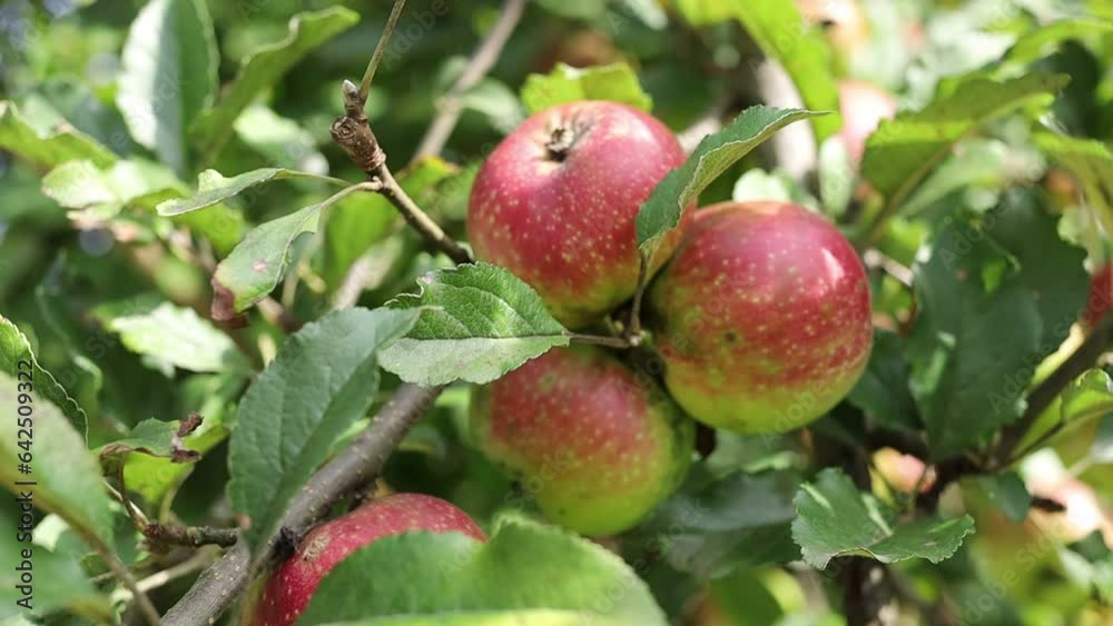 Red apples grow on a tree Red apples grow on a tree