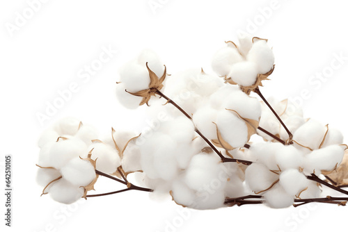 Cotton Flower with Transparent Background. AI