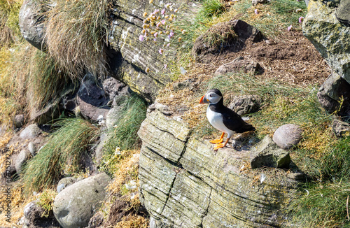 Puffin in Fowlsheugh cliffs, Scotland photo
