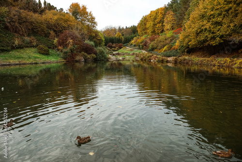 Beautiful ducks swimming in lake on autumn day