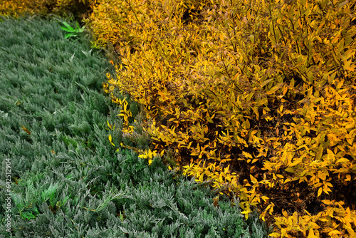 View of beautiful bushes in...