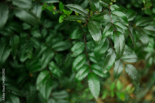 Plant branches with green l...