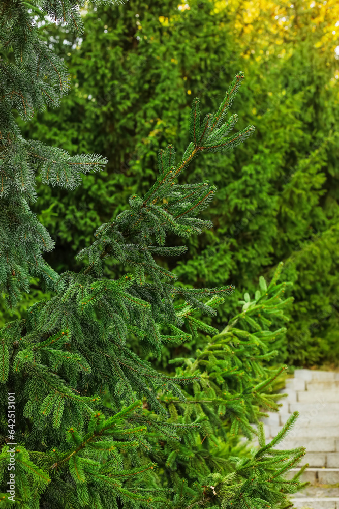 Beautiful fir tree in autumn forest, closeup Beautiful fir tree in autumn forest, closeup