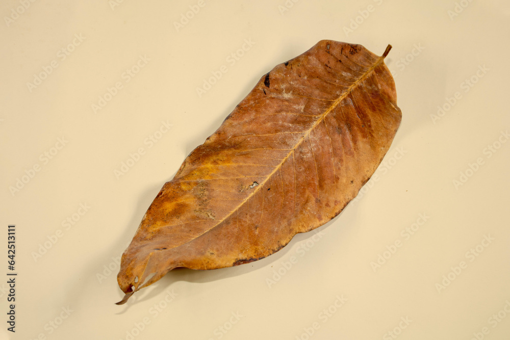 Flat Lay Dead Dry leaf isolated on beige color background autumn leaves Flat Lay Dead Dry leaf isolated on beige color background autumn leaves