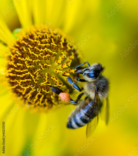 Fleißige Bienen im Spätsommer auf einer gelben Blume