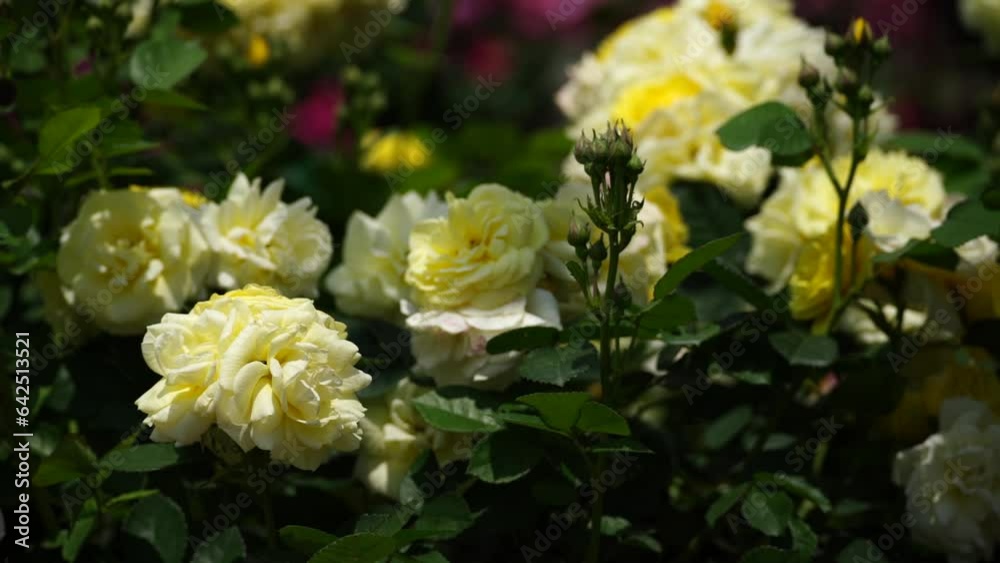 yellow roses on a sunny day in the garden sway in the wind. Nature, summer, parks travel concept. yellow roses on a sunny day in the garden sway in the wind. Nature, summer, parks travel concept.