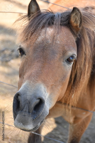 portrait of a horse © Dario